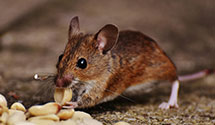 24 Hour & Emergency Exterminators in Ashland City, TN